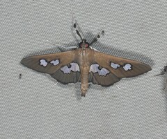 Omiodes odontosticta