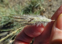 Dichanthium sericeum sericeum