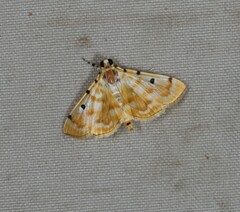 Notarcha obrinusalis
