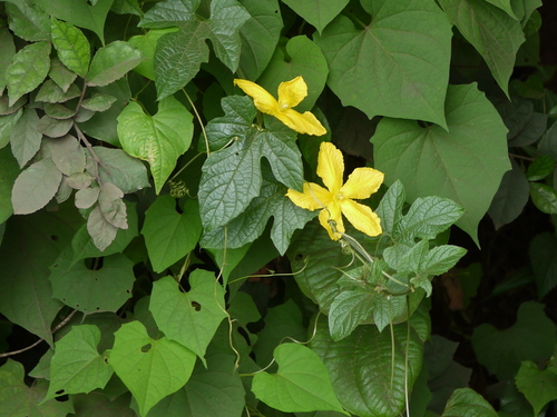 Balsampear (Momordica dioica)