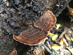 Funalia