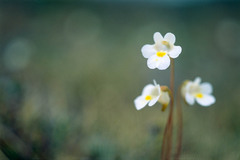 Pinguicula alpina