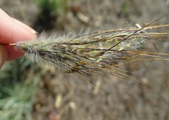 Dichanthium sericeum sericeum