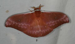 Syntherata