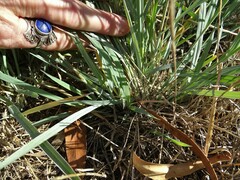 Dichanthium sericeum sericeum