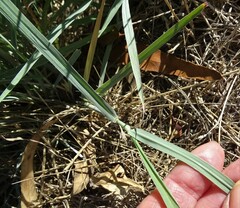 Dichanthium sericeum sericeum