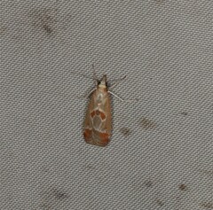 Syntonarcha iriastis