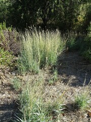 Dichanthium sericeum sericeum