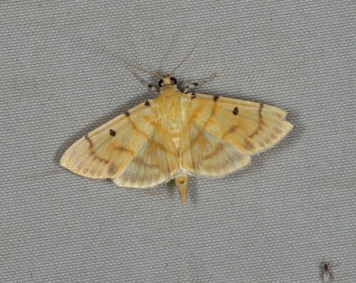 Orthospila orissusalis Walker, 1859