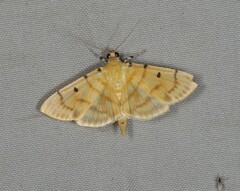Orthospila orissusalis