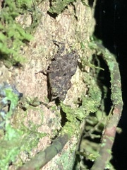 Metrodora reticulata