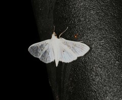 Palpita horakae