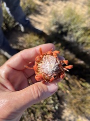 Protea laevis
