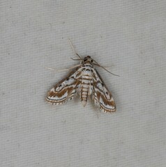 Parapoynx dentizonalis