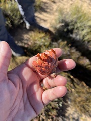 Protea laevis