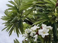 Pachypodium lamerei