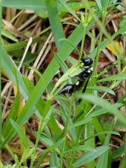 Zethus spinipes variegatus