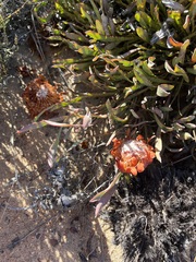 Protea laevis