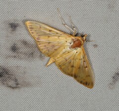 Patania balteata