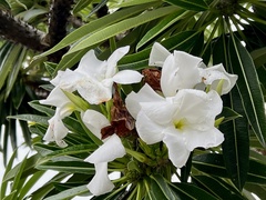 Pachypodium lamerei