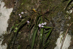 Sarcochilus ceciliae