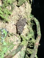 Metrodora reticulata