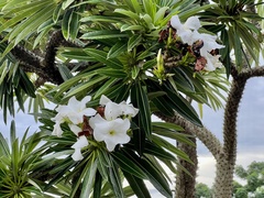 Pachypodium lamerei