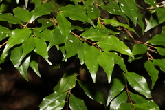 Syzygium francisii