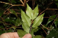 Syzygium francisii