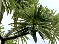 Pachypodium lamerei