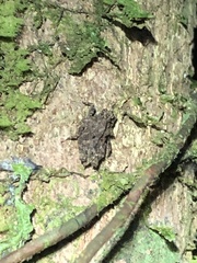 Metrodora reticulata