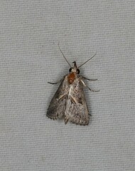 Rhynchina inornata