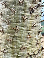 Pachypodium lamerei