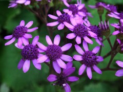 Pericallis papyracea image