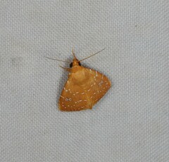 Rivula everta