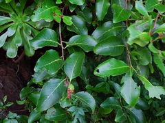 Gymnosporia cassinoides, photograph Christian Berg, CC BY, iNaturalist via GBIF