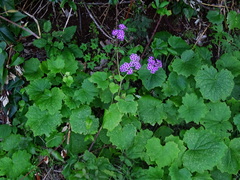 Pericallis papyracea image