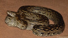 Python natalensis