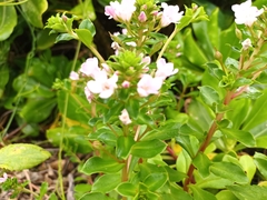 Lysimachia mauritiana