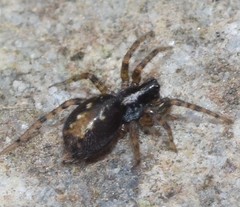 Textrix denticulata