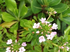 Lysimachia mauritiana