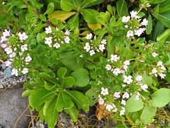 Lysimachia mauritiana