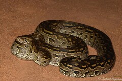 Python natalensis