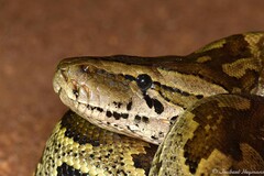 Python natalensis