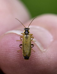 Cantharis decipiens