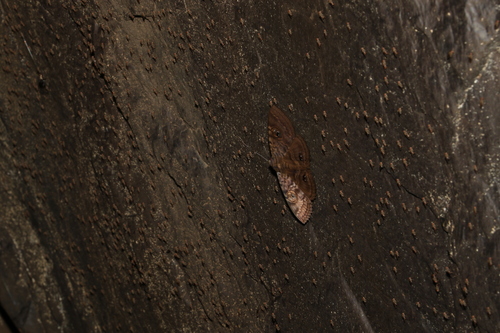 Granny's Cloak Moth photo 2