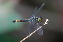 Agrionoptera sexlineata