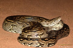 Python natalensis