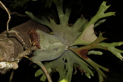 Platycerium superbum