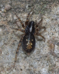 Textrix denticulata